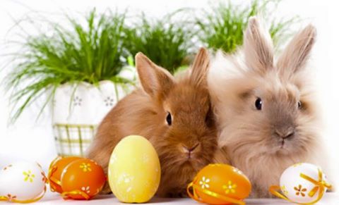 Frohe Ostern Frohe Ostern